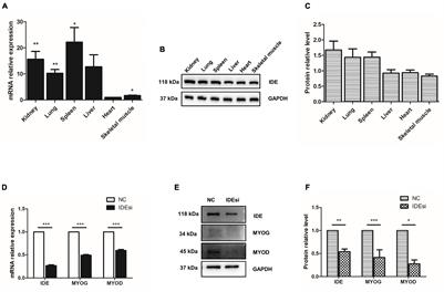 Insulin-Degrading Enzyme Regulates the Proliferation and Apoptosis of Porcine Skeletal Muscle Stem Cells via Myostatin/MYOD Pathway